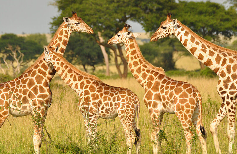 3 Day Safari Selous Game Reserve from Dar es Salaam