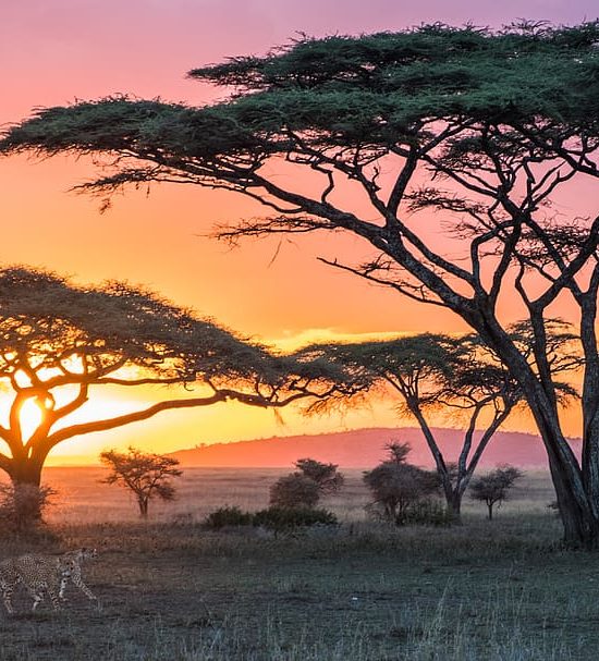 Serengeti And Ngorongoro Luxury Tour