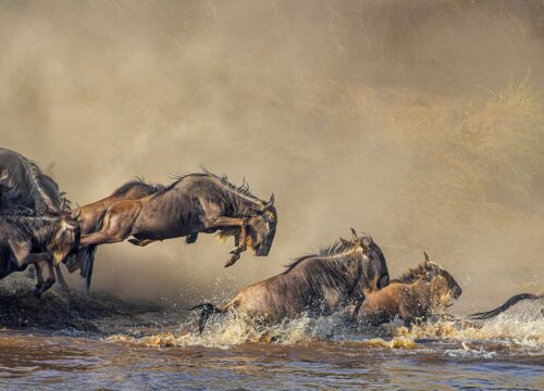 7 Days Serengeti Migration Safaris