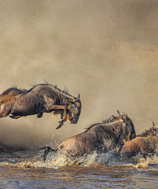 7 Days Serengeti Migration Safaris