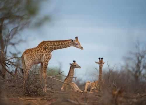 Tarangire Day Trip Safaris