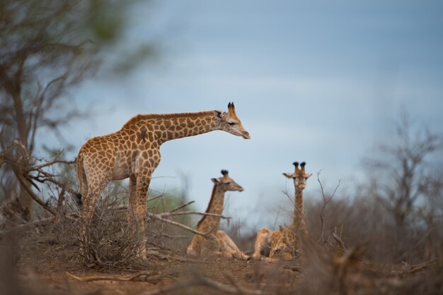 Tarangire Day Trip Safaris