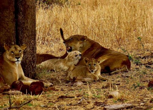 3 Days Tarangire And Ngorongoro Crater Camping Safari