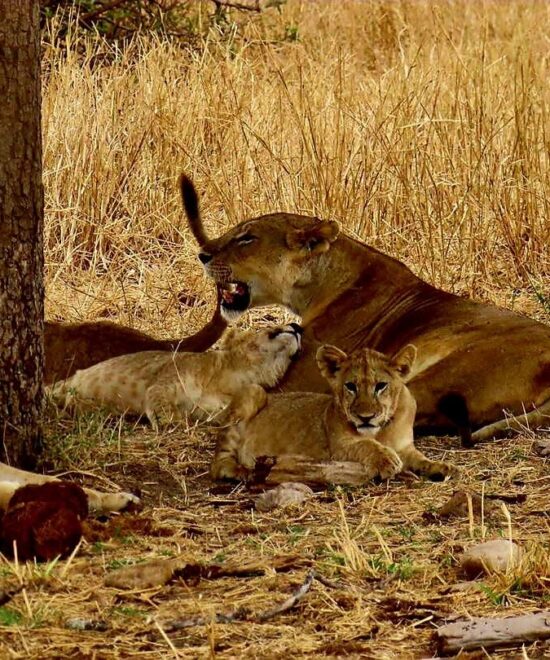3 Days Tarangire And Ngorongoro Crater Camping Safari