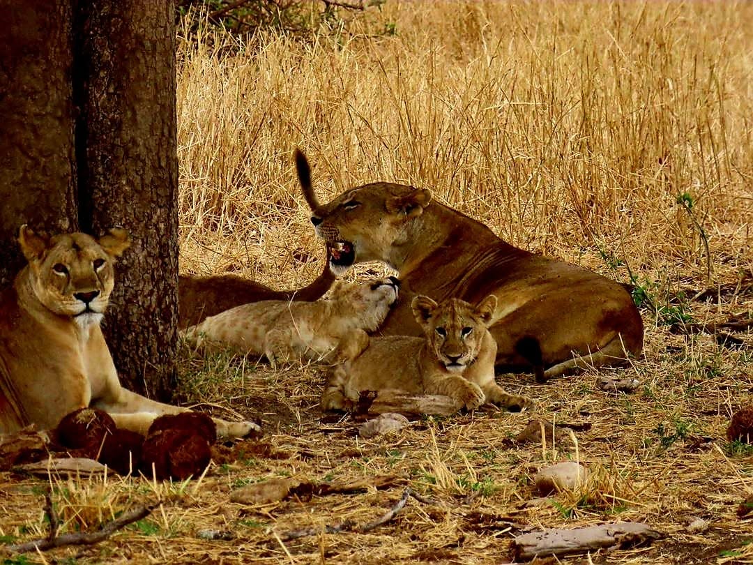 3 Days Tarangire And Ngorongoro Crater Camping Safari