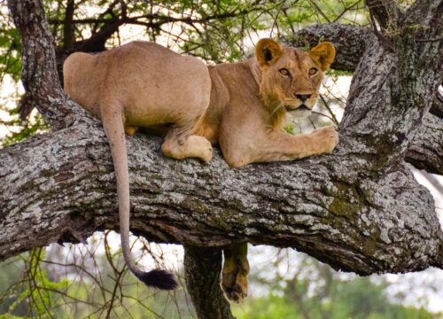 Big Cats Photo Serengeti Safari