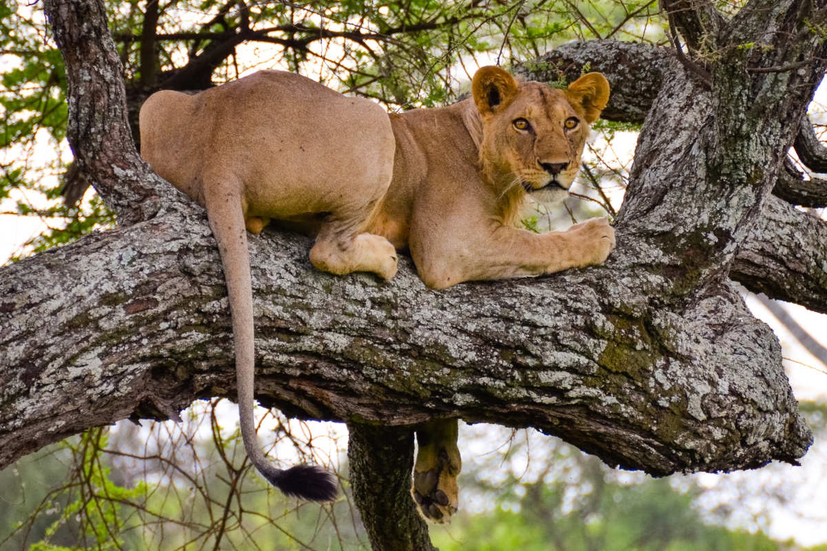 Big Cats Photo Serengeti Safari