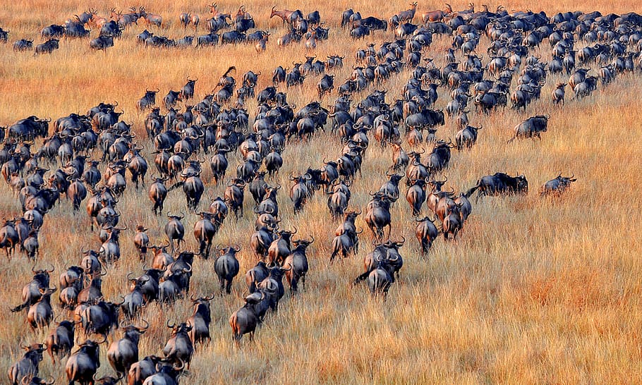 Great Serengeti Migration