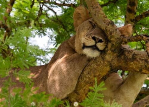 Lake Manyara Day Trip Safari