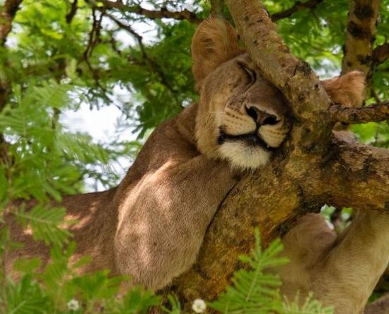 Lake Manyara Day Trip Safari