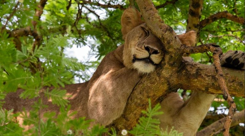 Lake Manyara Day Trip Safari