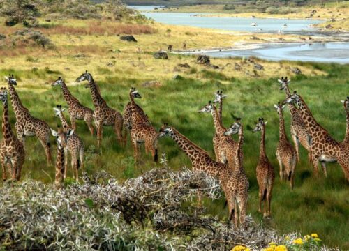 2 Days Joining Group to Tarangire & Ngorongoro Crater Lodge Safari Tour Tanzania