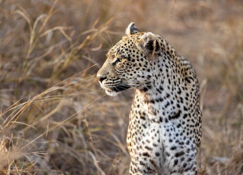 3 days tarangire manyara and Ngorongoro