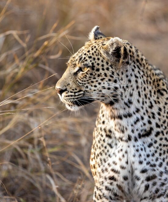 3 days tarangire manyara and Ngorongoro