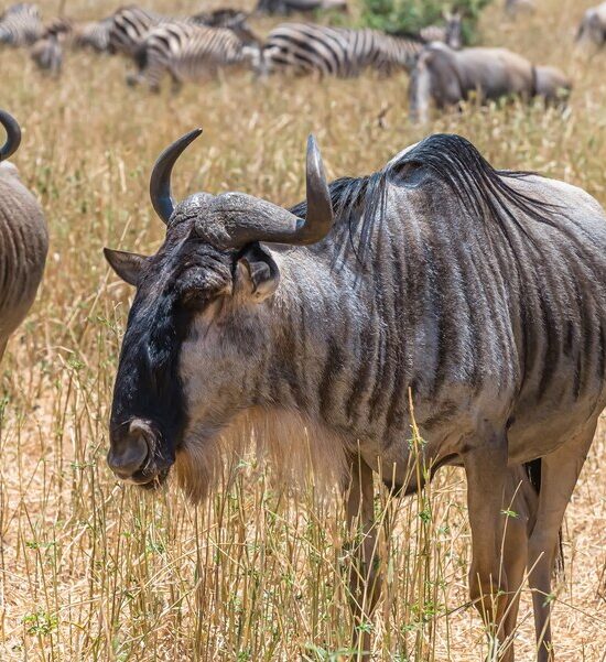 5 days northern circuit adventure safari.