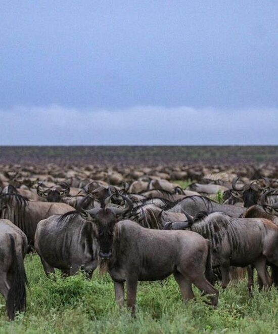 4 day classic wildlife and cultural experience safari
