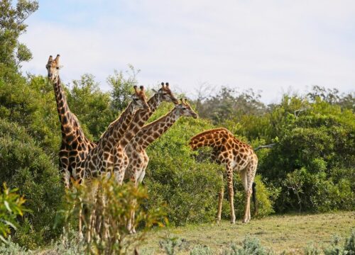 6-Day Big Five Luxury Safari