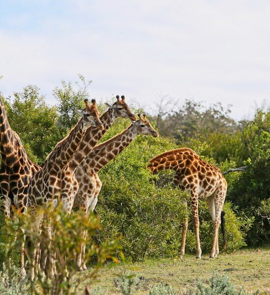 6-Day Big Five Luxury Safari
