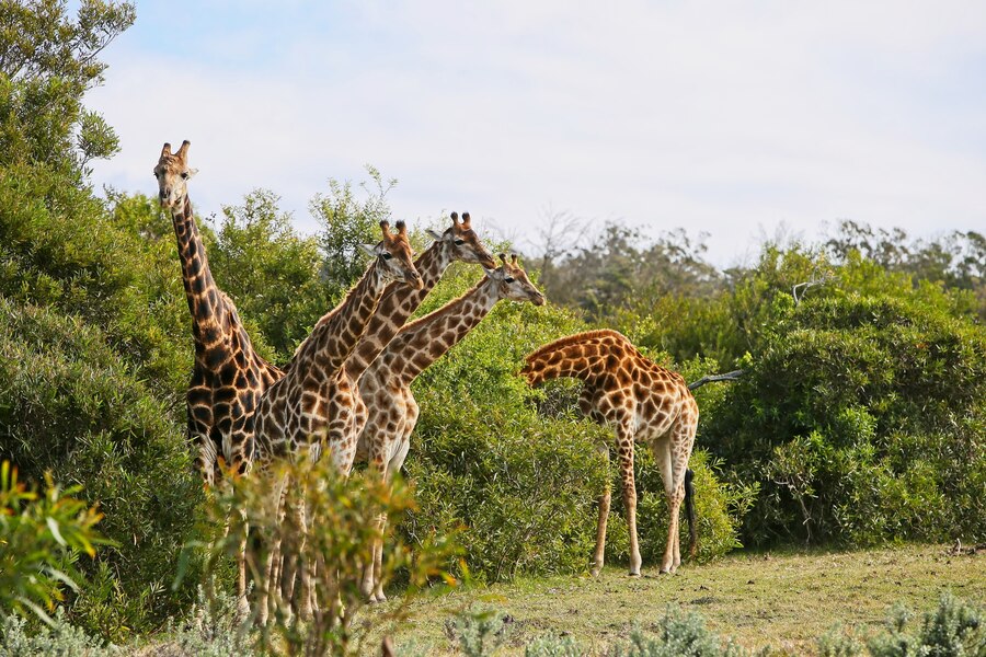 6-Day Big Five Luxury Safari