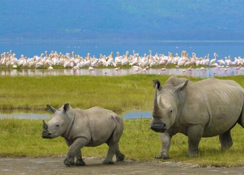 Day Amazing Trip to Ngorongoro Crater