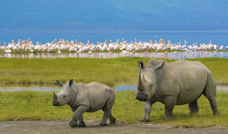 Day Amazing Trip to Ngorongoro Crater