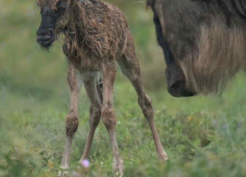 5 Days Northern Tanzania Budget Camping Safari