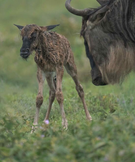 5 Days Northern Tanzania Budget Camping Safari