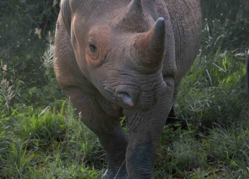6 Days Northern Tanzania Wildlife Safari