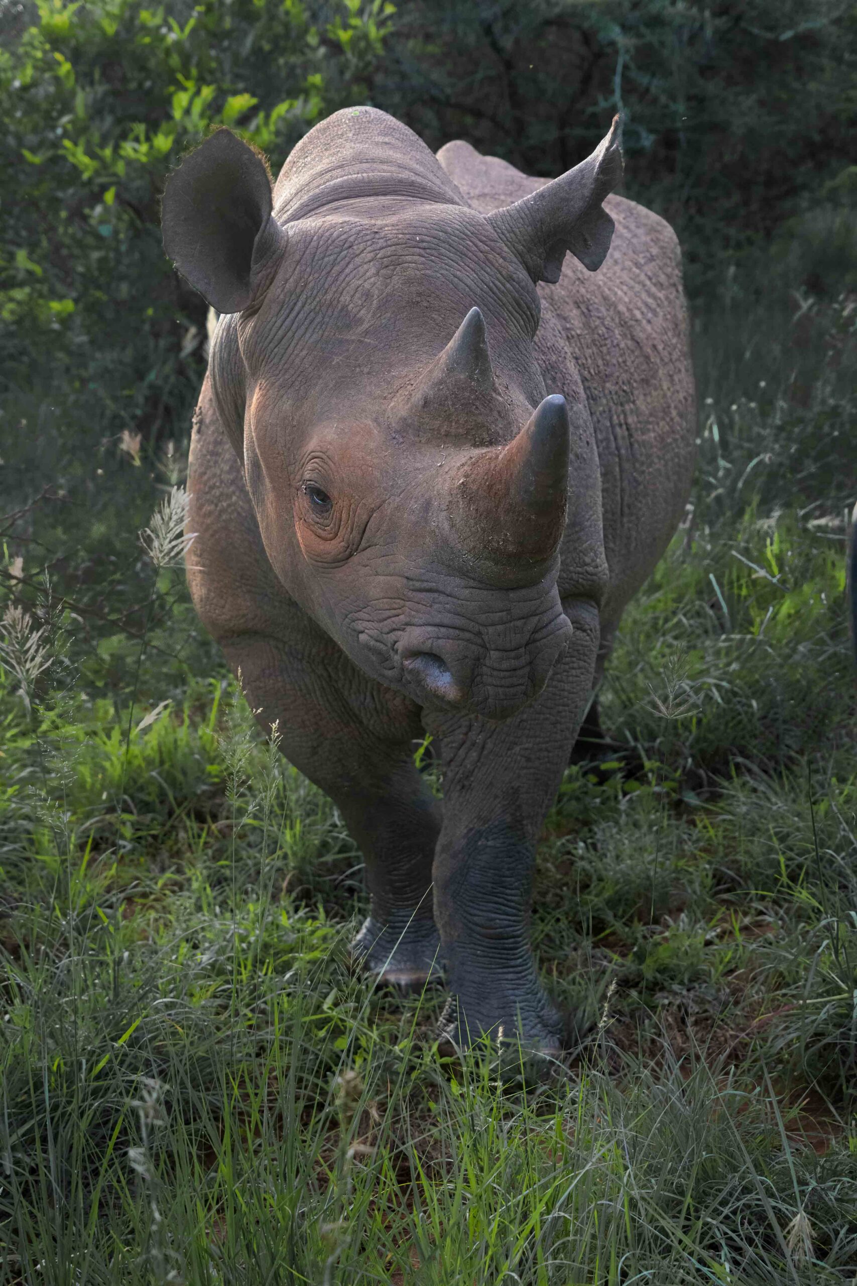 6 Days Northern Tanzania Wildlife Safari