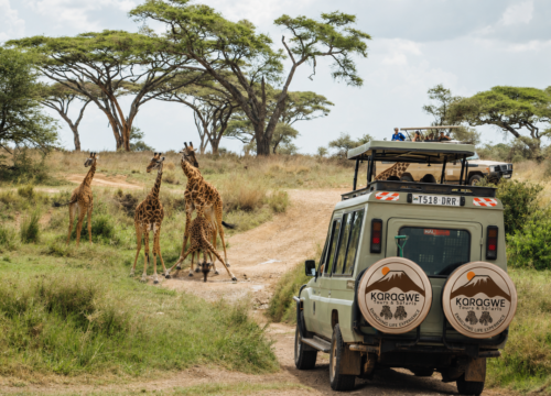 2 Days Joining Group to Tarangire & Ngorongoro Crater Lodge Safari Tour Tanzania
