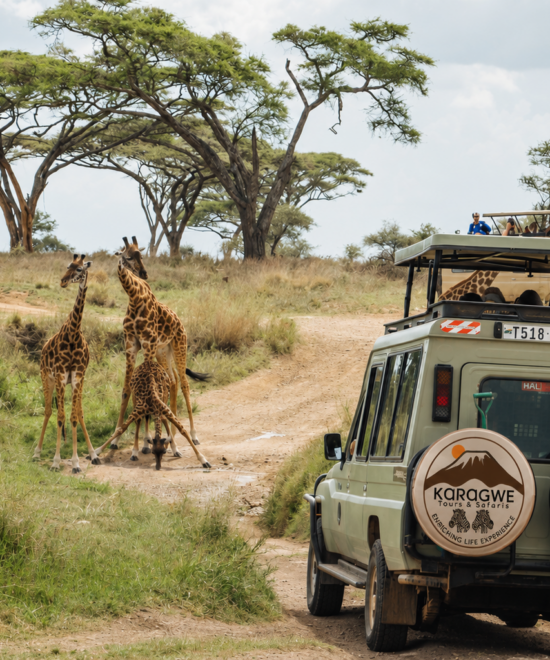 2 Days Joining Group to Tarangire & Ngorongoro Crater Lodge Safari Tour Tanzania