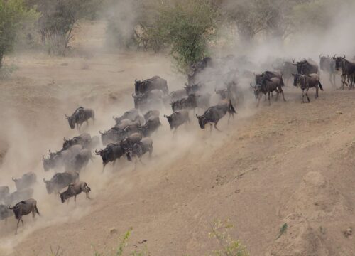 Tracking the Great Migration: What to Expect