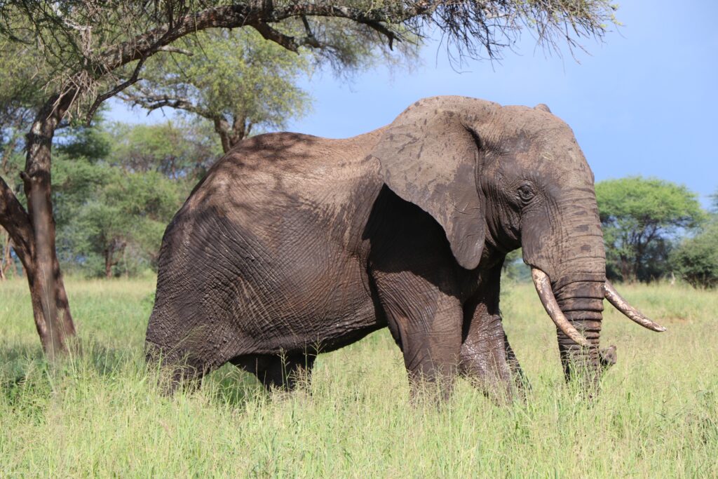 Scenic view of Tanzanian nature landscape and culture tour