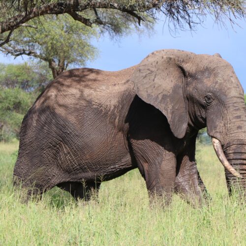 Scenic view of Tanzanian nature landscape and culture tour