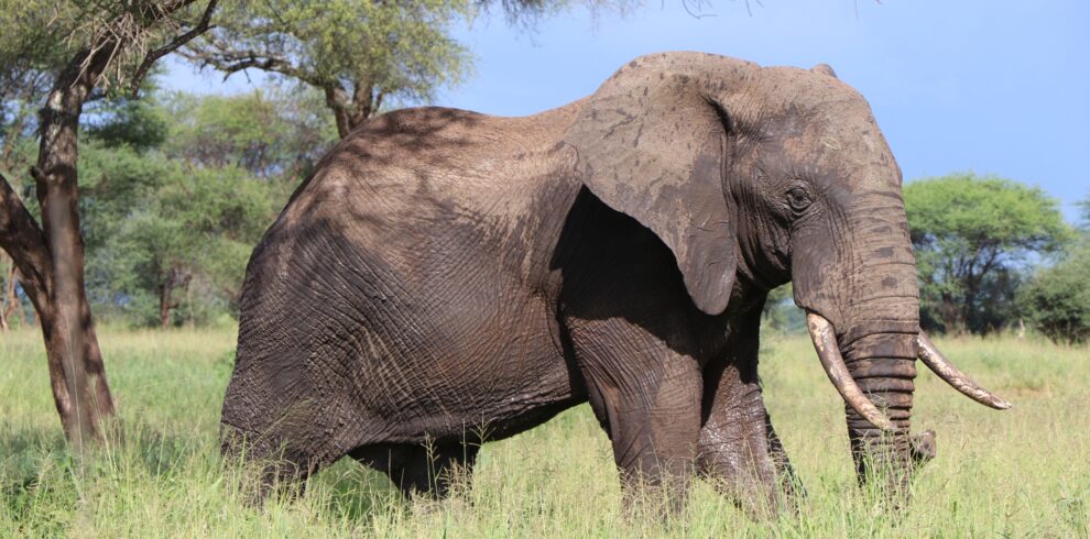 Scenic view of Tanzanian nature landscape and culture tour