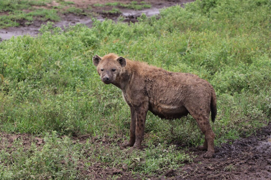 Scenic view of Tanzanian nature landscape and culture tour