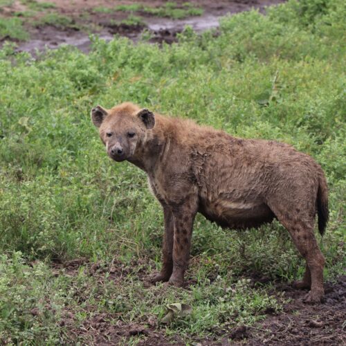 Scenic view of Tanzanian nature landscape and culture tour